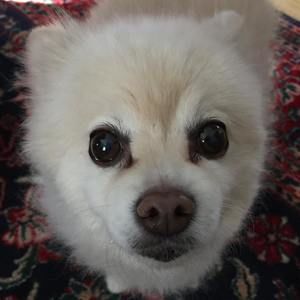 Meet your Posher, M. melissa